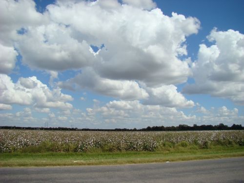 A wide view of a cotton field under a blue sky filled with fluffy white clouds. A road runs along the foreground.