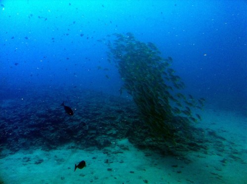 A school of fish swims in clear blue water above a rocky seabed, creating a dynamic underwater scene.