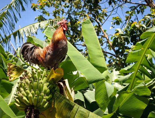 A colorful rooster perched on a banana plant, surrounded by lush green leaves under a clear blue sky.