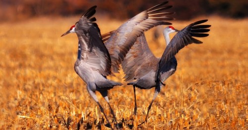 Two sandhill cranes display their wings in a golden field, showcasing their elegant feathers and vibrant red crowns.