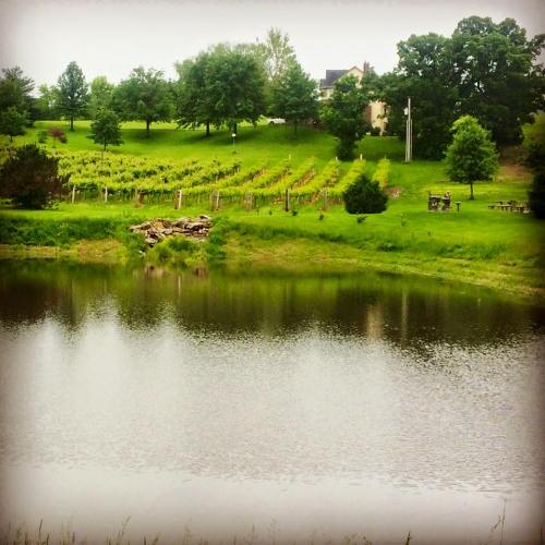 A serene landscape featuring a calm pond, lush greenery, and rows of vines in the background under a cloudy sky.