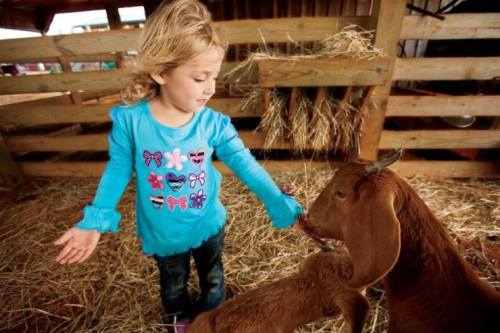 A young girl in a blue shirt interacts with a goat in a barn filled with hay.