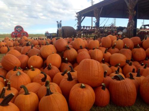 A large pile of bright orange pumpkins in a farm setting, with a barn and decorations in the background.