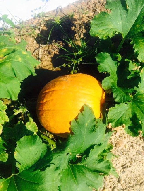 A bright orange pumpkin nestled among green leaves on a sunny day.
