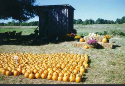 A field with a wooden shed and a large display of orange pumpkins arranged on hay bales, surrounded by flowers.