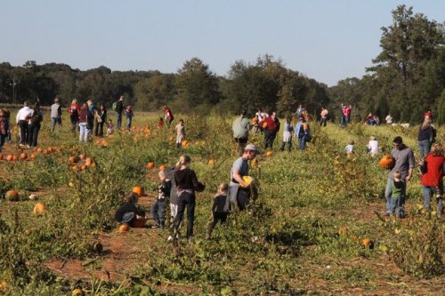 A busy pumpkin patch with families and children picking pumpkins on a sunny day.