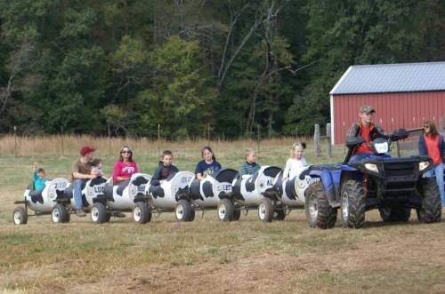 A group of children ride in cow-shaped carts being pulled by an ATV on a farm, with a red barn in the background.