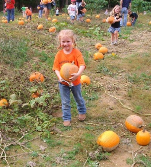 A child in an orange shirt smiles while holding a pumpkin in a pumpkin patch, surrounded by other children and pumpkins.