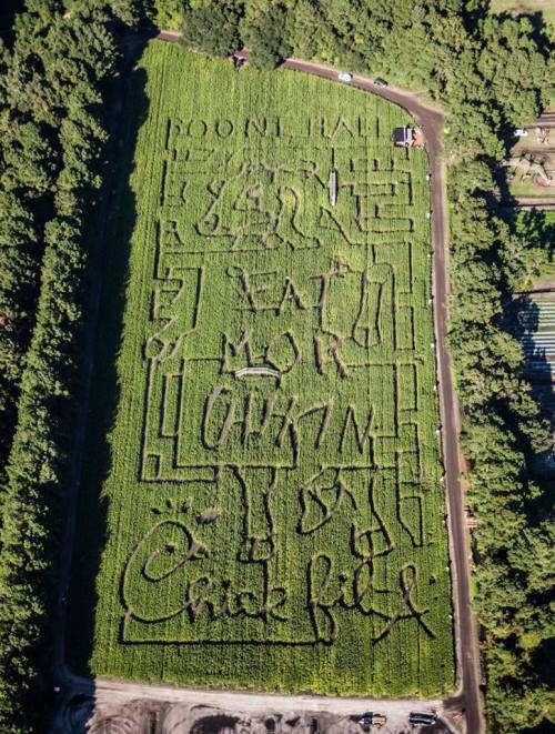 Aerial view of a corn maze featuring intricate designs and the Chick-fil-A logo amidst lush green fields.