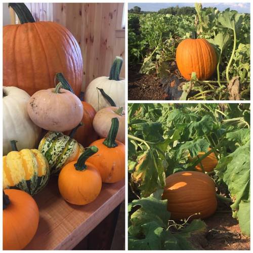 A variety of pumpkins and gourds displayed indoors, alongside pumpkins growing in a field.