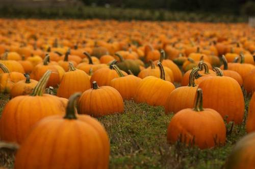 A vast pumpkin field filled with numerous bright orange pumpkins scattered across green grass.