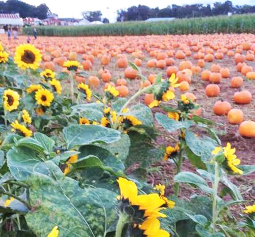 A field of orange pumpkins surrounded by vibrant sunflowers under a clear sky.