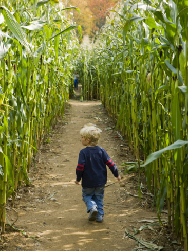 A young child walks down a narrow path through tall corn stalks in a cornfield.
