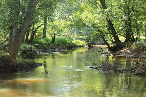 A serene river flows through a lush green forest, with trees lining the banks and sunlight reflecting on the water.