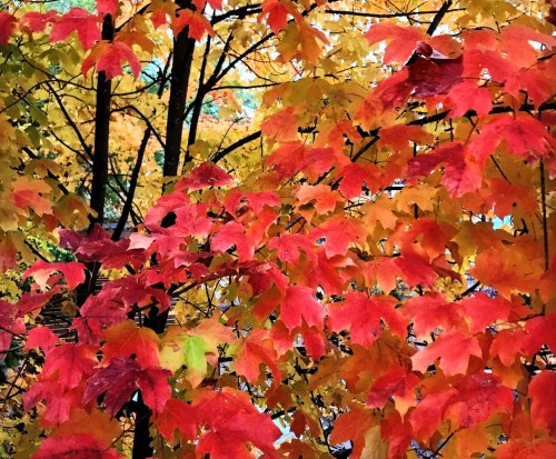 Vibrant autumn leaves in shades of red, orange, and yellow, creating a colorful backdrop in a forest setting.