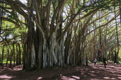 A dense grove of banyan trees with thick trunks and sprawling branches, with two people walking through the lush greenery.
