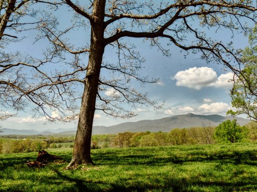 A large tree stands in a grassy field, with rolling mountains and a blue sky dotted with clouds in the background.