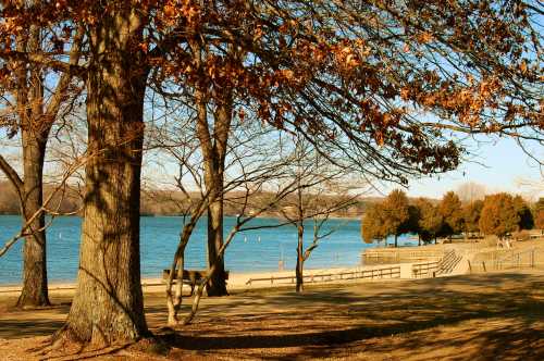 A serene lakeside scene with bare trees, autumn leaves, and a sandy beach under a clear blue sky.