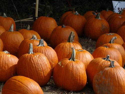 A group of bright orange pumpkins scattered on the ground, surrounded by straw and greenery.