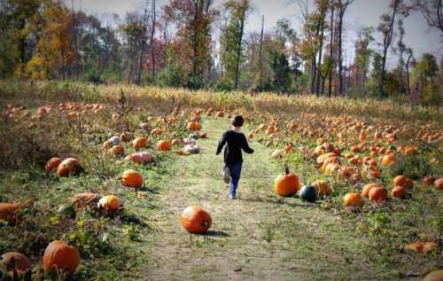 A child runs down a path through a pumpkin patch, surrounded by scattered pumpkins and autumn foliage.