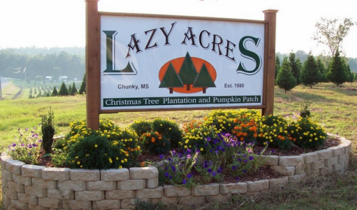 Sign for Lazy Acres, a Christmas tree plantation and pumpkin patch in Chunky, MS, surrounded by colorful flowers.