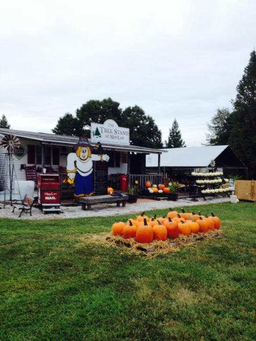 A pumpkin stand with a scarecrow sign, featuring pumpkins and produce in a rural setting under a cloudy sky.