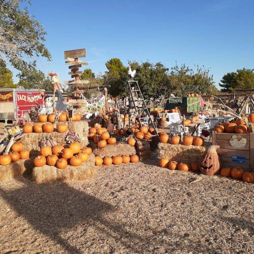 A pumpkin patch with stacked pumpkins, hay bales, and festive decorations under a clear blue sky.