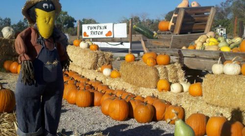A scarecrow stands in a pumpkin patch surrounded by various pumpkins and hay bales under a clear blue sky.