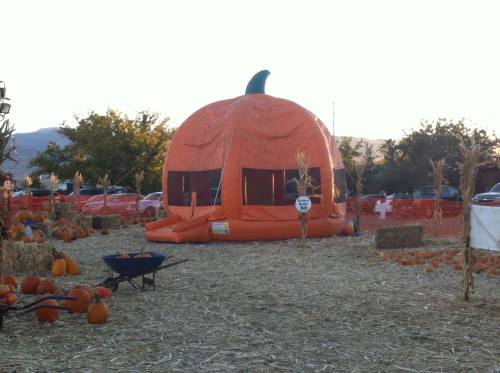 A large inflatable pumpkin sits in a pumpkin patch surrounded by hay bales and scattered pumpkins under a clear sky.
