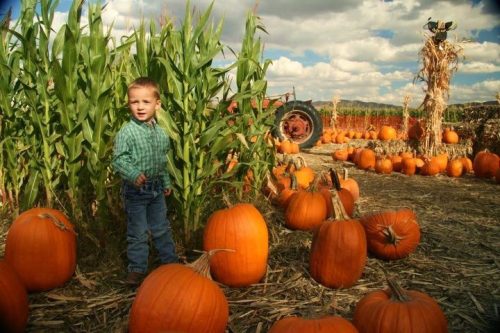 A young boy stands among large pumpkins in a field, with corn stalks and a tractor in the background under a blue sky.