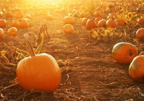 A sunlit pumpkin patch with scattered pumpkins on the ground, surrounded by green vines and soil.
