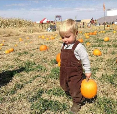A young child in overalls stands in a pumpkin patch, holding a small pumpkin among scattered pumpkins in the field.