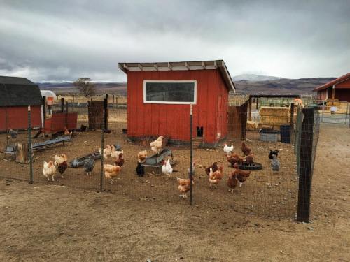 A fenced chicken coop with various chickens roaming around, set against a cloudy sky and distant mountains.