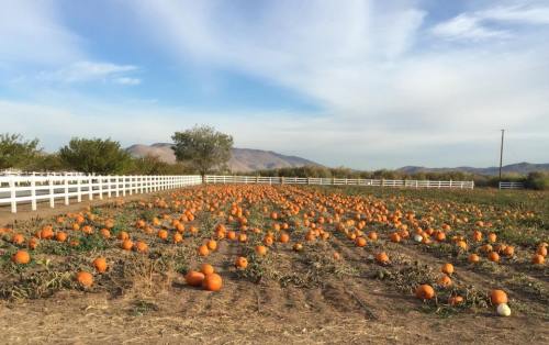 A pumpkin patch with numerous orange pumpkins scattered across a field under a blue sky and white fence.