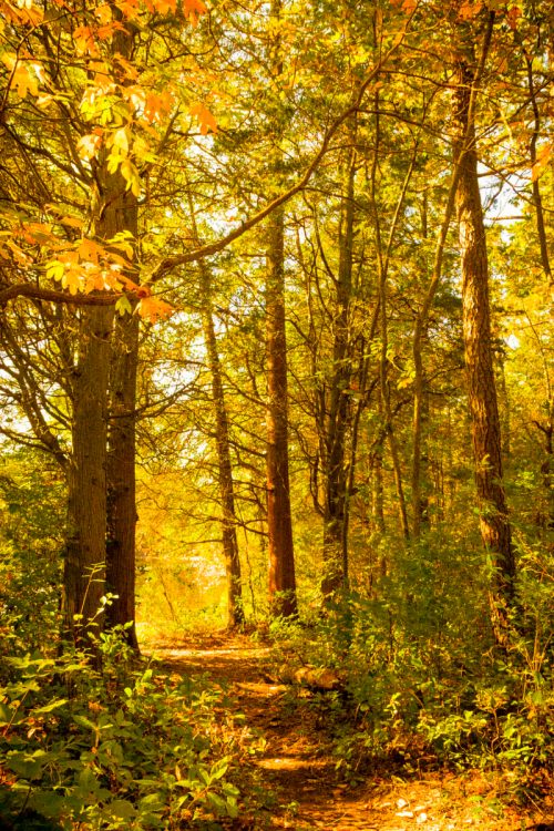 A sunlit forest path surrounded by tall trees and golden autumn leaves.