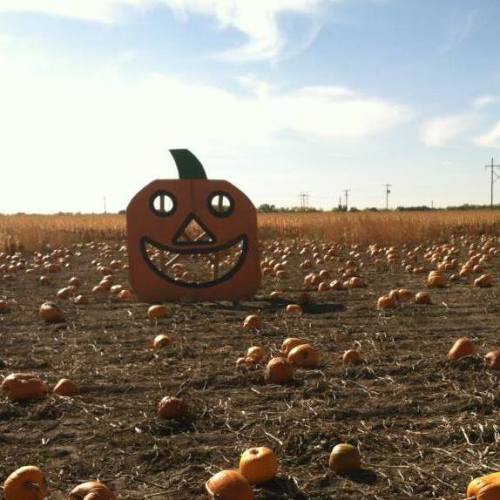 A large pumpkin-shaped sign with a smiling face stands in a field scattered with pumpkins under a clear blue sky.