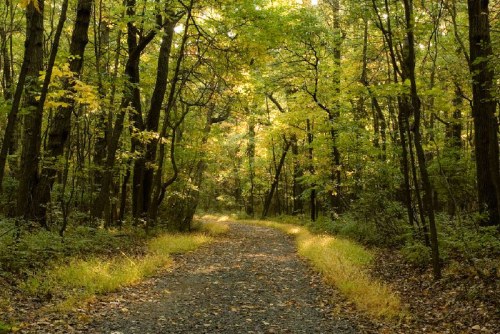 A serene forest path lined with trees, illuminated by soft sunlight filtering through vibrant green leaves.