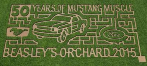 A grass maze design featuring a Mustang car and text celebrating 50 years of Mustang muscle at Beasley's Orchard 2015.