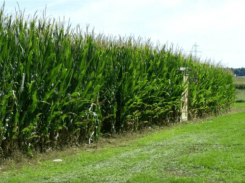 A lush green cornfield with tall stalks, bordered by a grassy path and a distant power line under a clear sky.