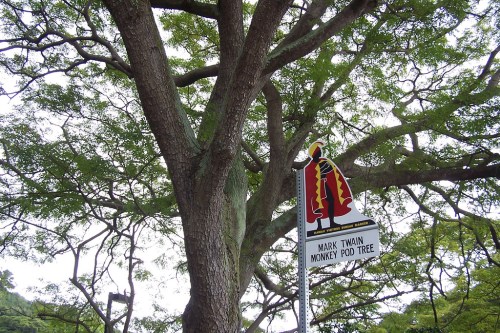 Sign for the Mark Twain Monkey Pod Tree, with a large tree canopy overhead.