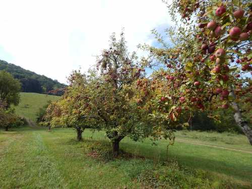 A scenic orchard with apple trees laden with ripe red apples, set against a green hillside under a cloudy sky.