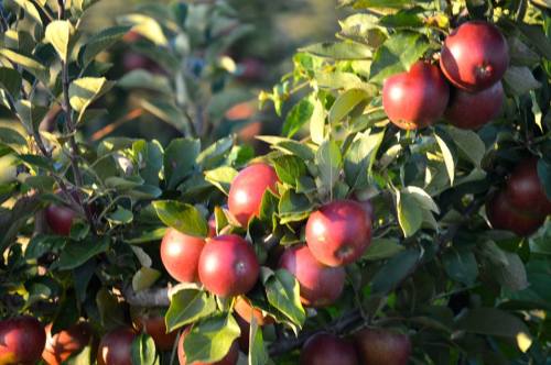 A close-up of a tree branch laden with ripe red apples surrounded by green leaves.