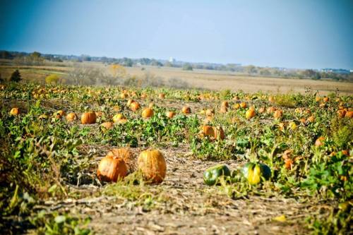 A pumpkin patch with scattered pumpkins in a field under a clear blue sky.