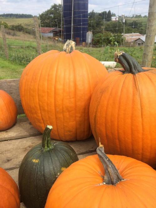 A variety of pumpkins in different sizes and colors, set against a rural landscape with fields and a barn in the background.