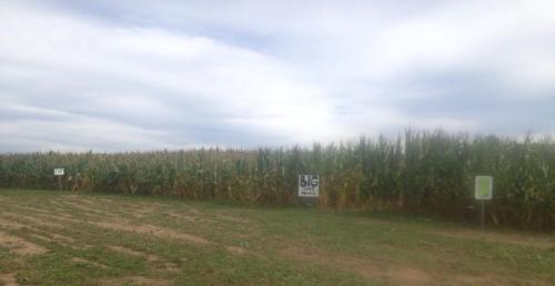 A tall cornfield under a cloudy sky, with signs visible along the edge of the field.