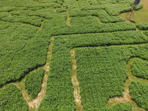 Aerial view of a green maze made of tall grass, featuring winding paths and clear sections.