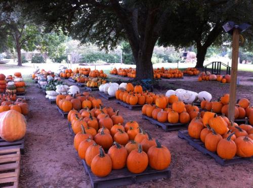 A pumpkin patch with rows of orange and white pumpkins displayed on wooden pallets under large trees.