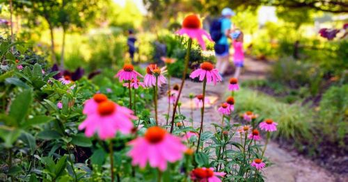 A vibrant garden path lined with pink flowers, with people walking in the background under a sunny sky.