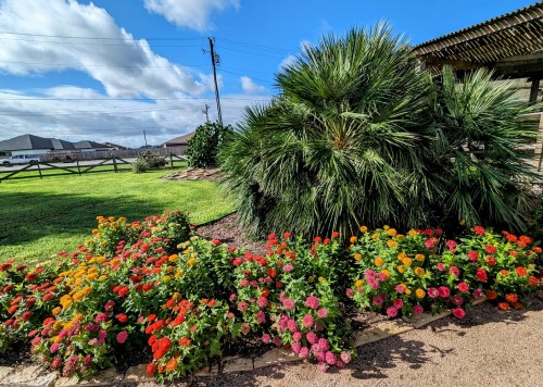 Vibrant flower bed with orange, pink, and yellow blooms beside lush green plants under a blue sky.