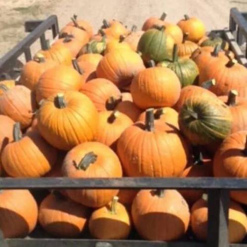 A trailer filled with a large assortment of orange and green pumpkins on a dirt path.